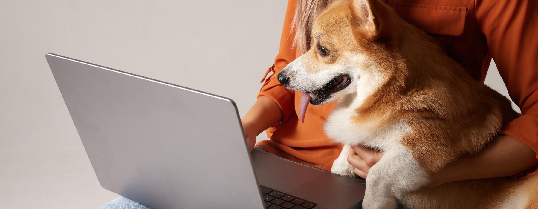 a dog sitting next to a person using a laptop
